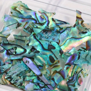 Abalone Shell
